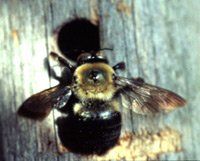 Carpenter Bee
