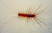 Centipede