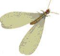 Termites