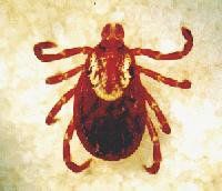 Tick