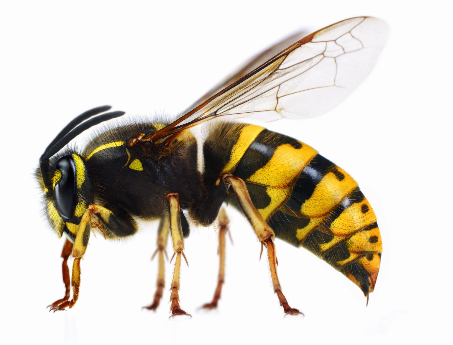 Wasps