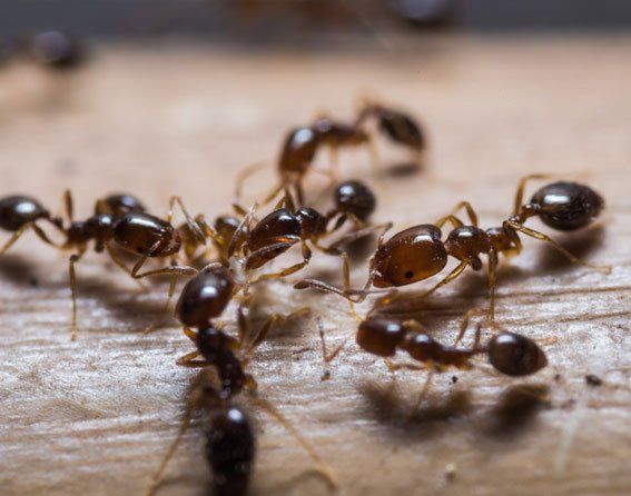 Ants