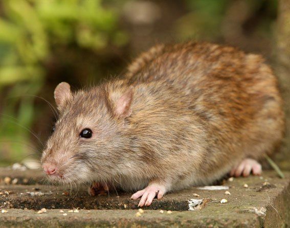 Rodents