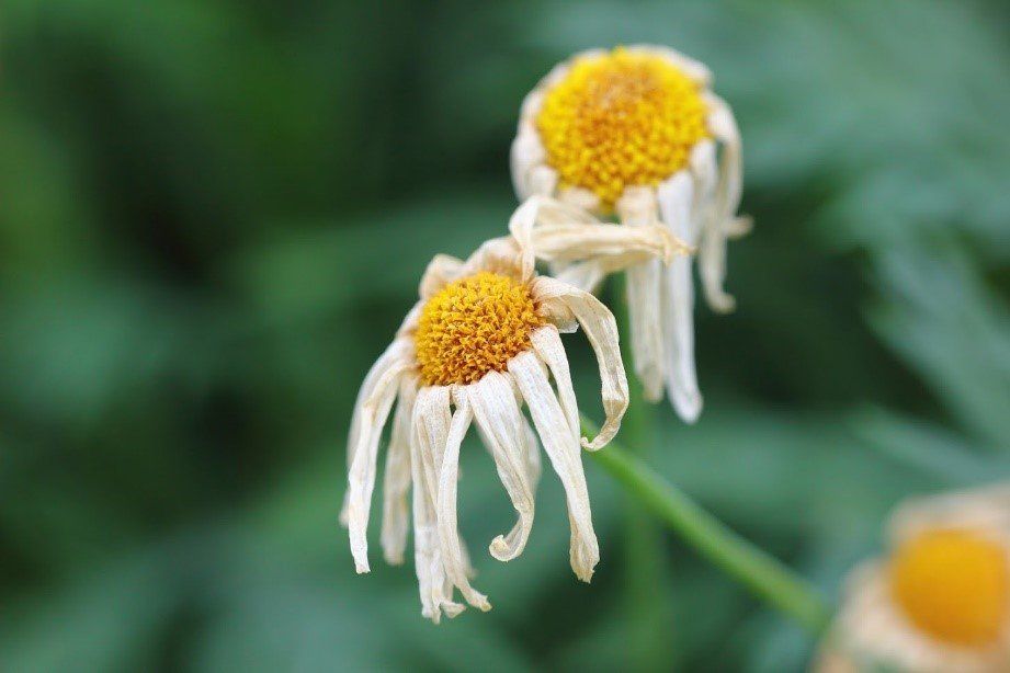Withered Flowers — Clearwater, FL — Scotto Services Plumbing