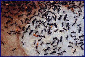 For pest control in Liverpool call Martin's Pest Control Ants