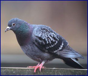 For a pest exterminator in Liverpool call Martin's Pest Control Pigeon