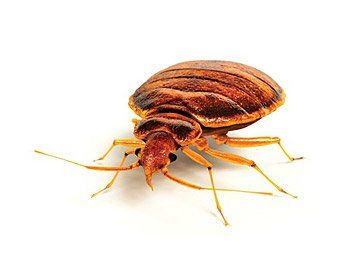 cimice
