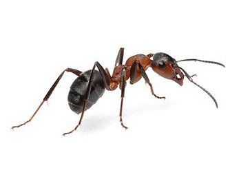 formica