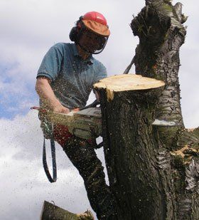Tree surgery - Barnsley, South Yorkshire - Undercut Services Ltd - Tree Surgeon Tree surgery - Barnsley, South Yorkshire - Undercut Services Ltd - Tree Surgeon