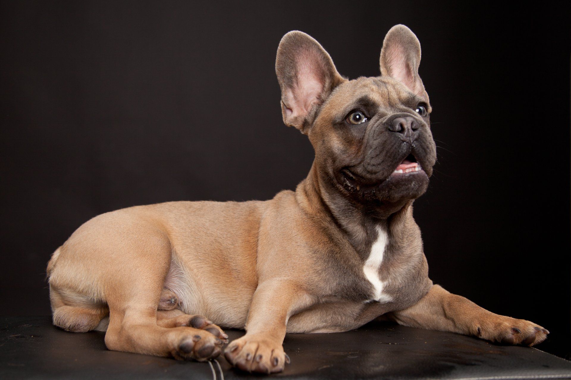 Hundeshooting im Rotfuchsclanfotostudio