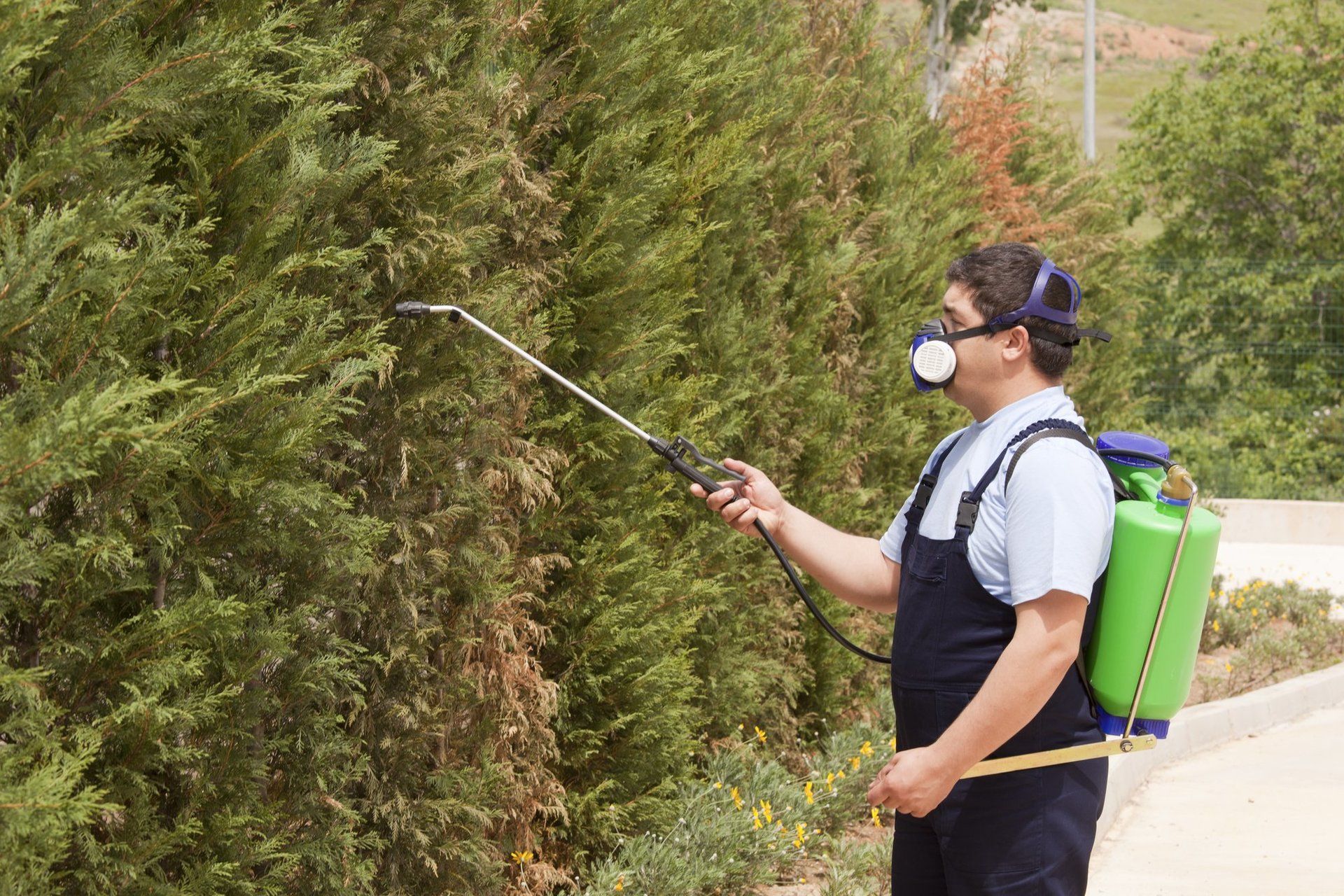 Pest Control Services in North Salt Lake, UT