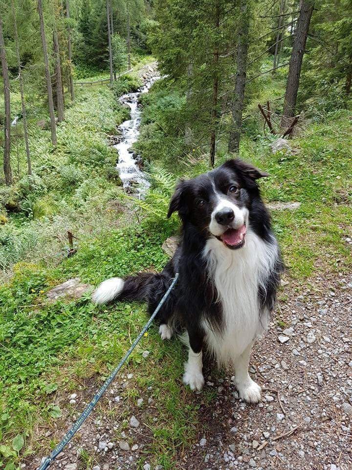 cane in un parco