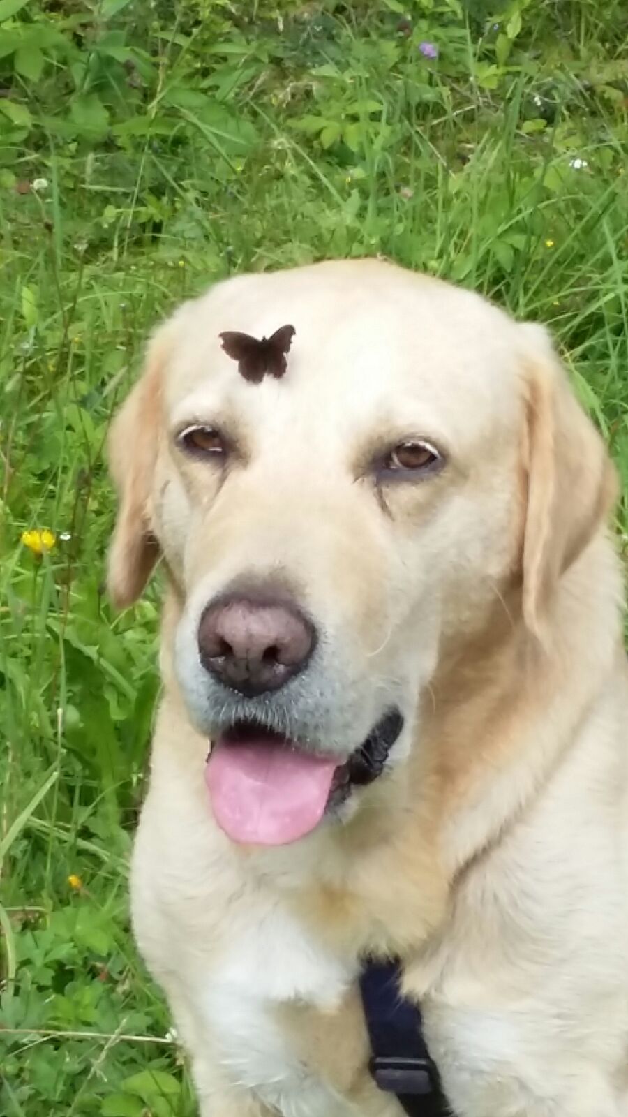 cane nel prato