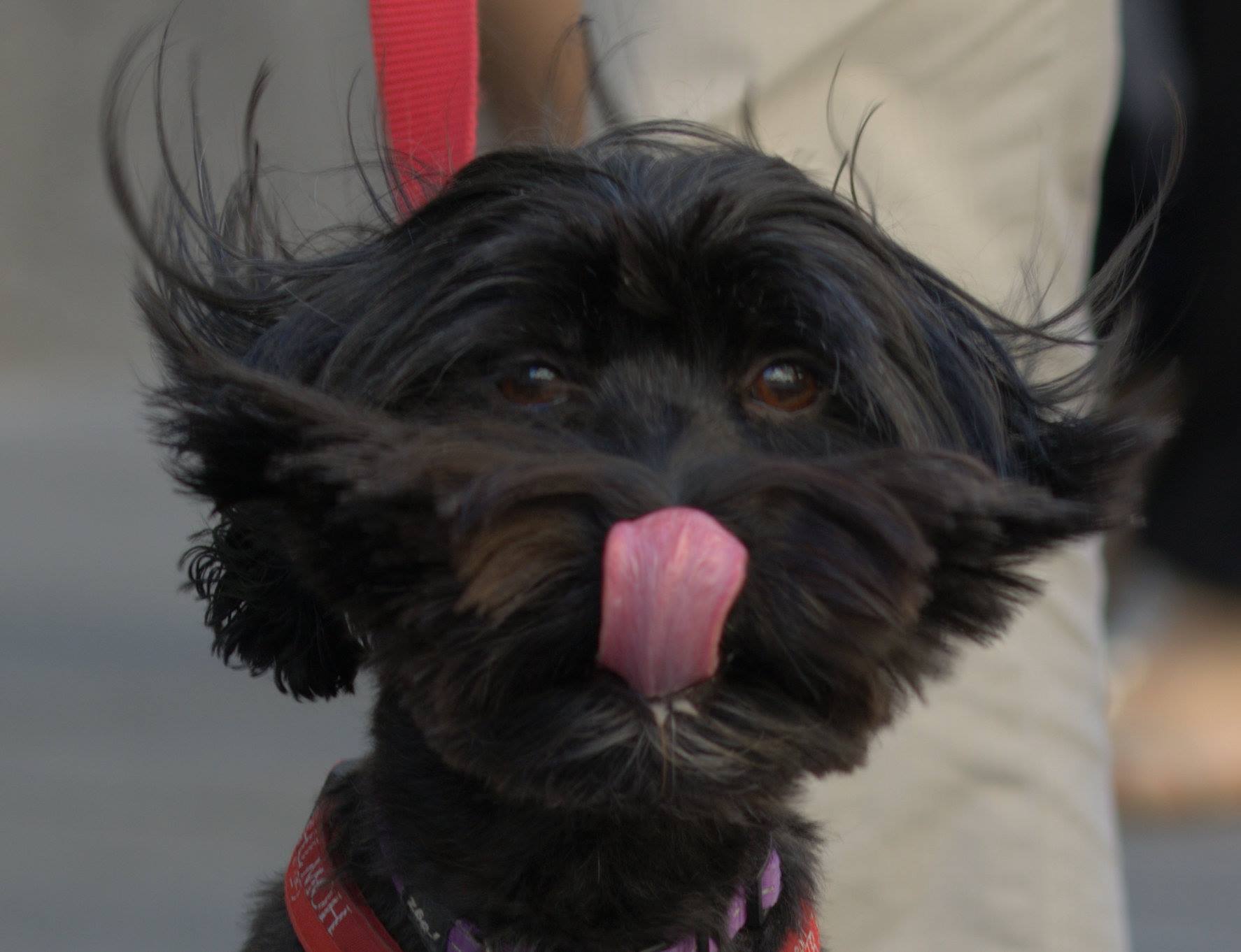 cane