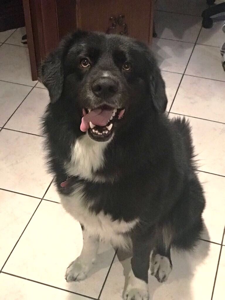 cane seduto