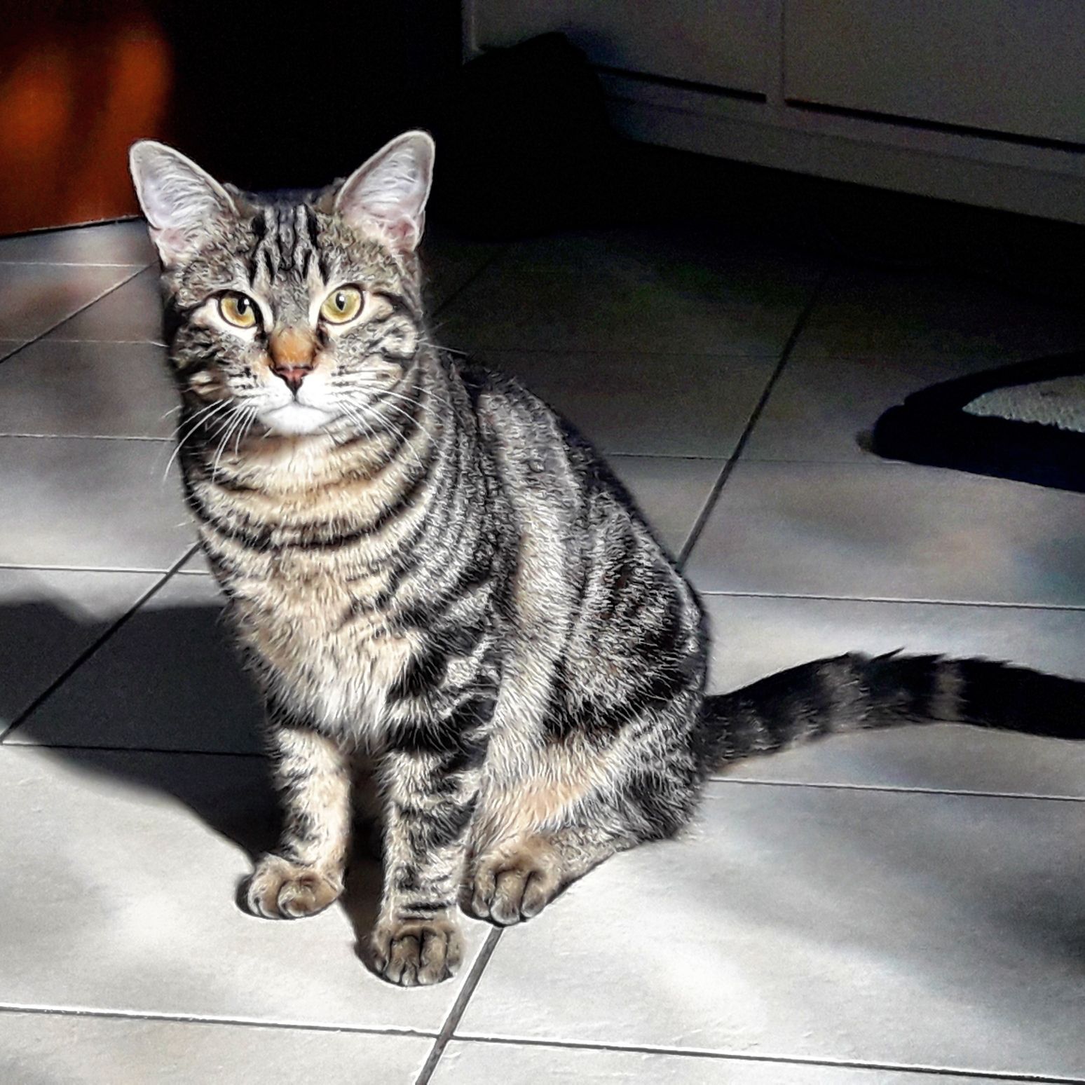 gatto in casa