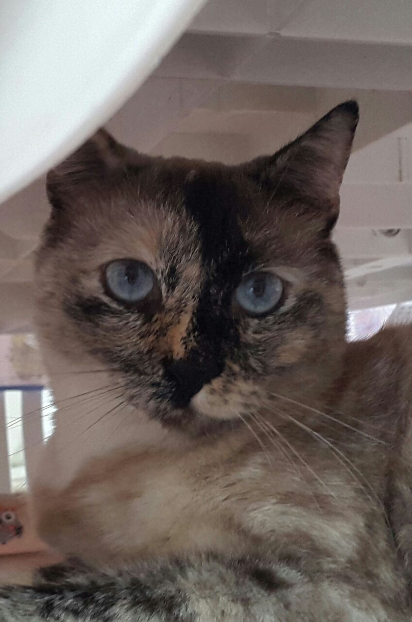 gatto