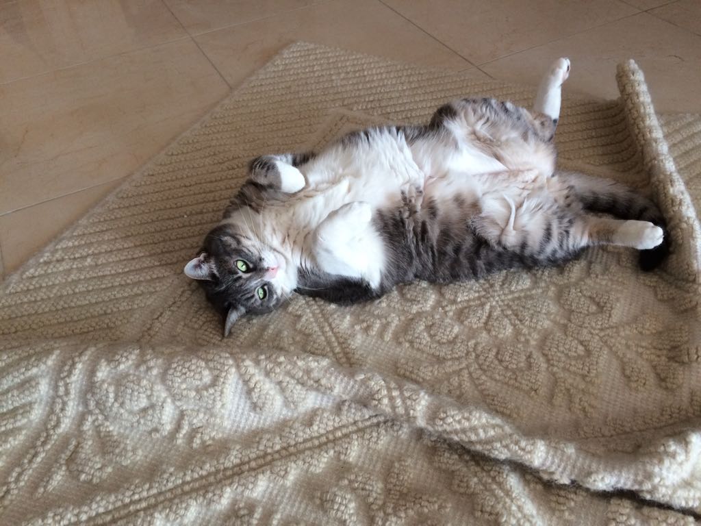 gatto al contrario