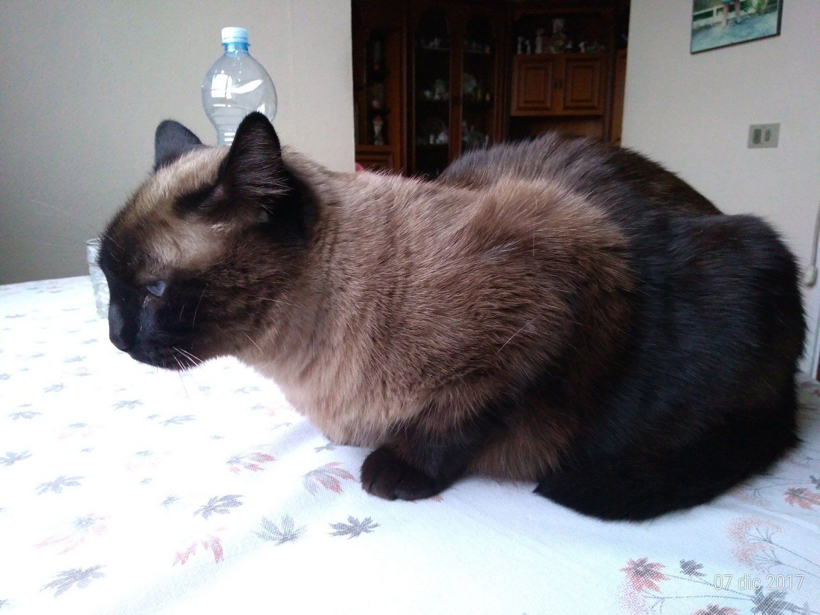 gatto