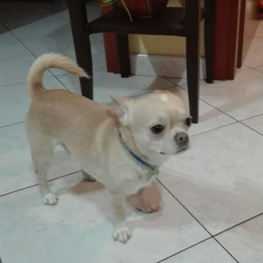 cane in una stanza