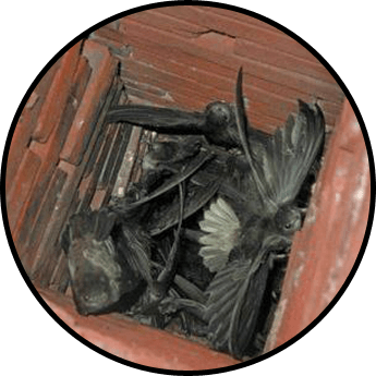 dead birds in a chimney