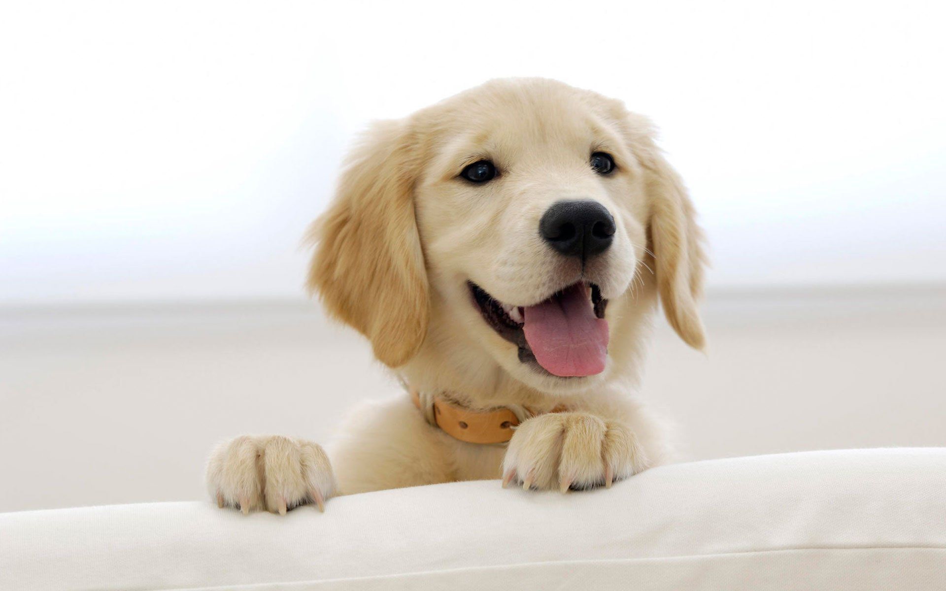 A puppy is sticking its tongue out while laying on a couch.