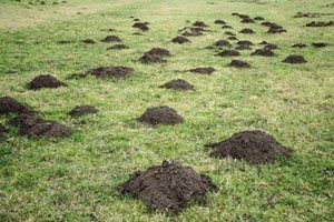 Mole hills covering grass area