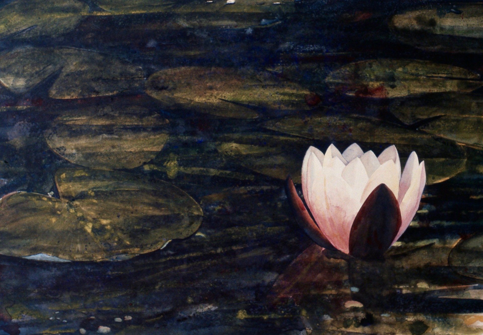 A painting of a water lily in a pond