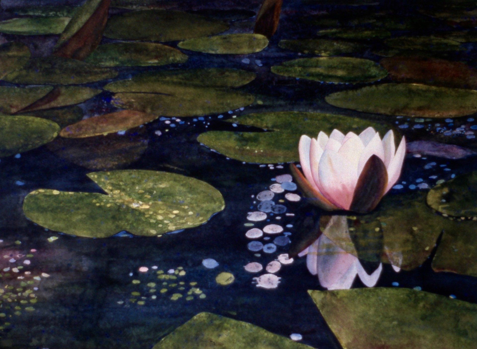 A painting of a water lily in a pond