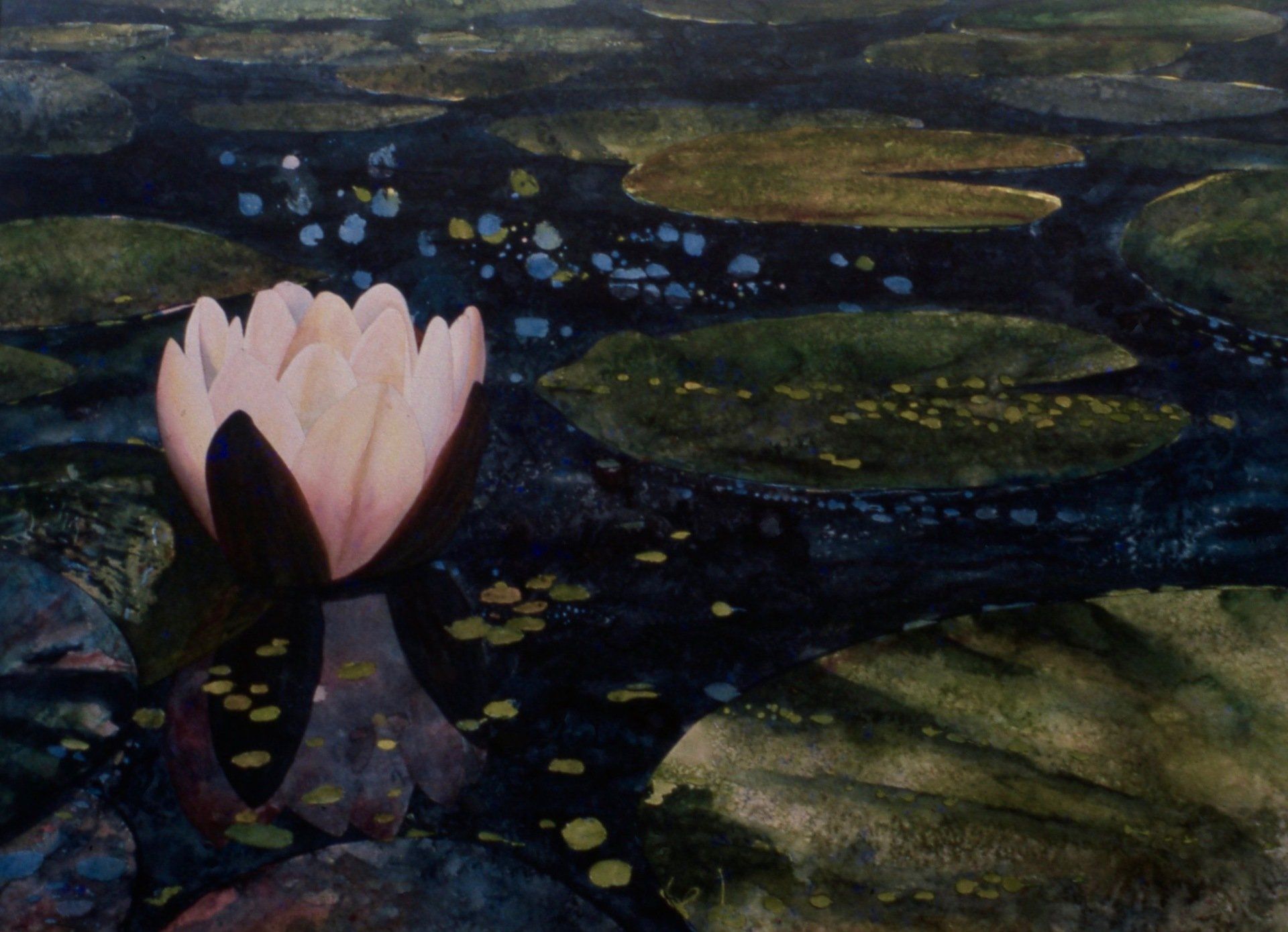 A painting of a pink water lily in a pond