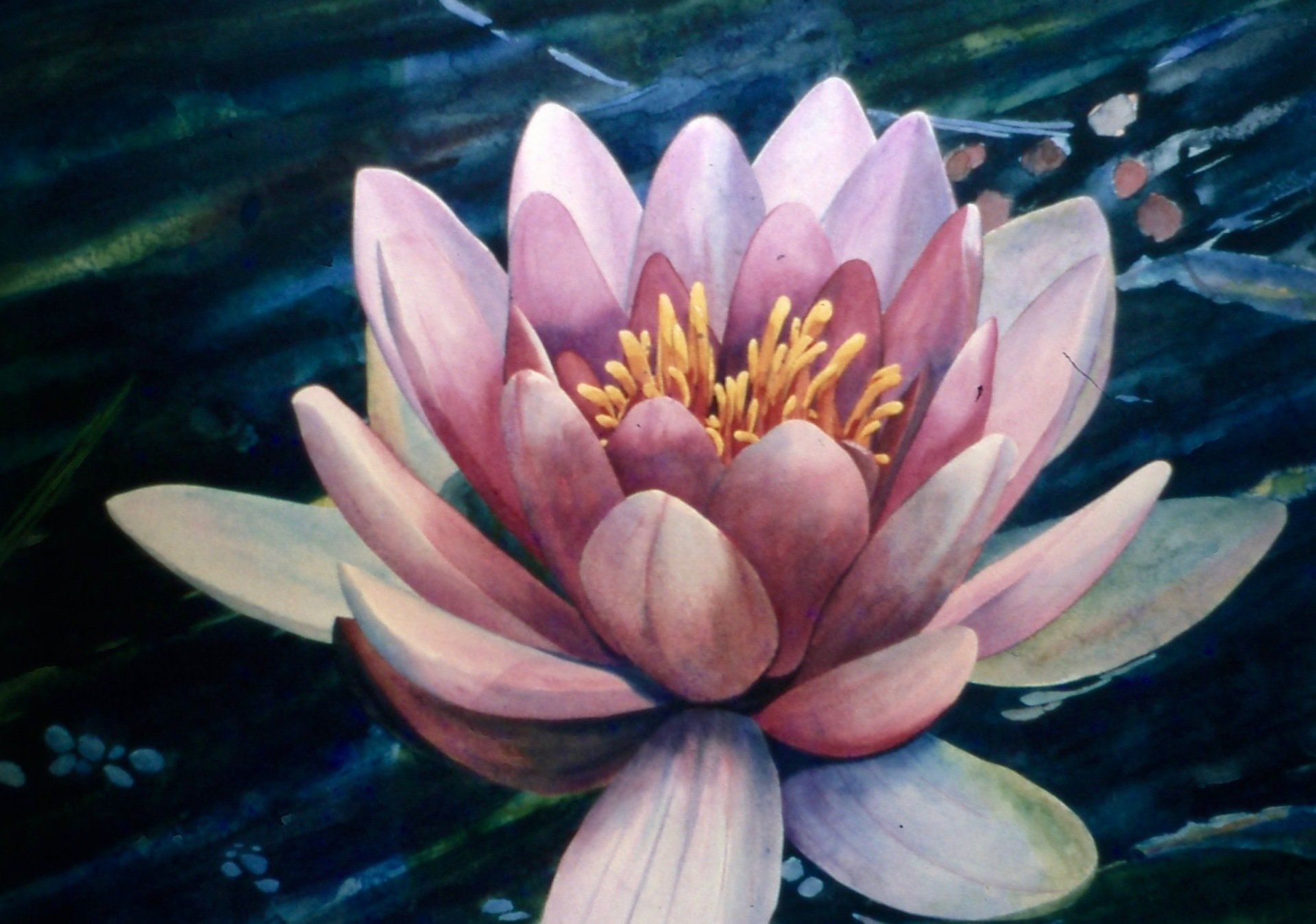 A painting of a pink water lily with a yellow center
