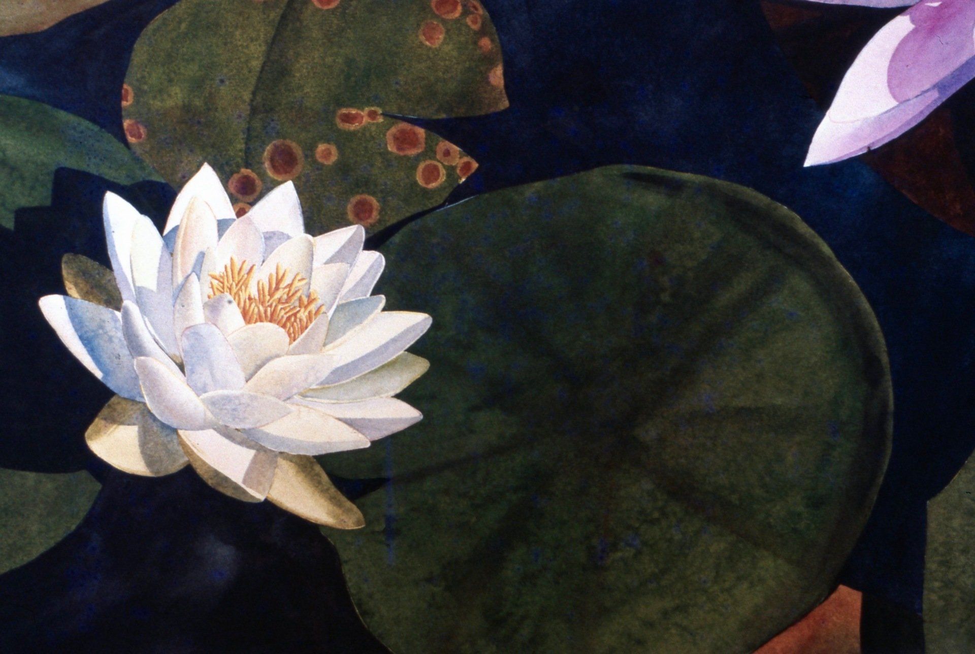 A painting of a white water lily surrounded by lily pads