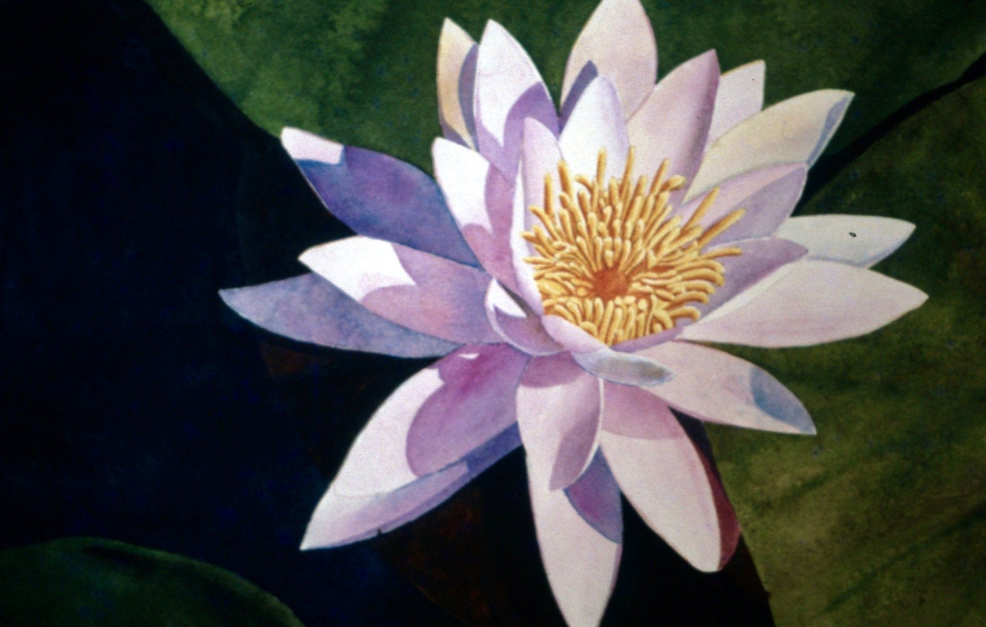 A close up of a water lily with a yellow center