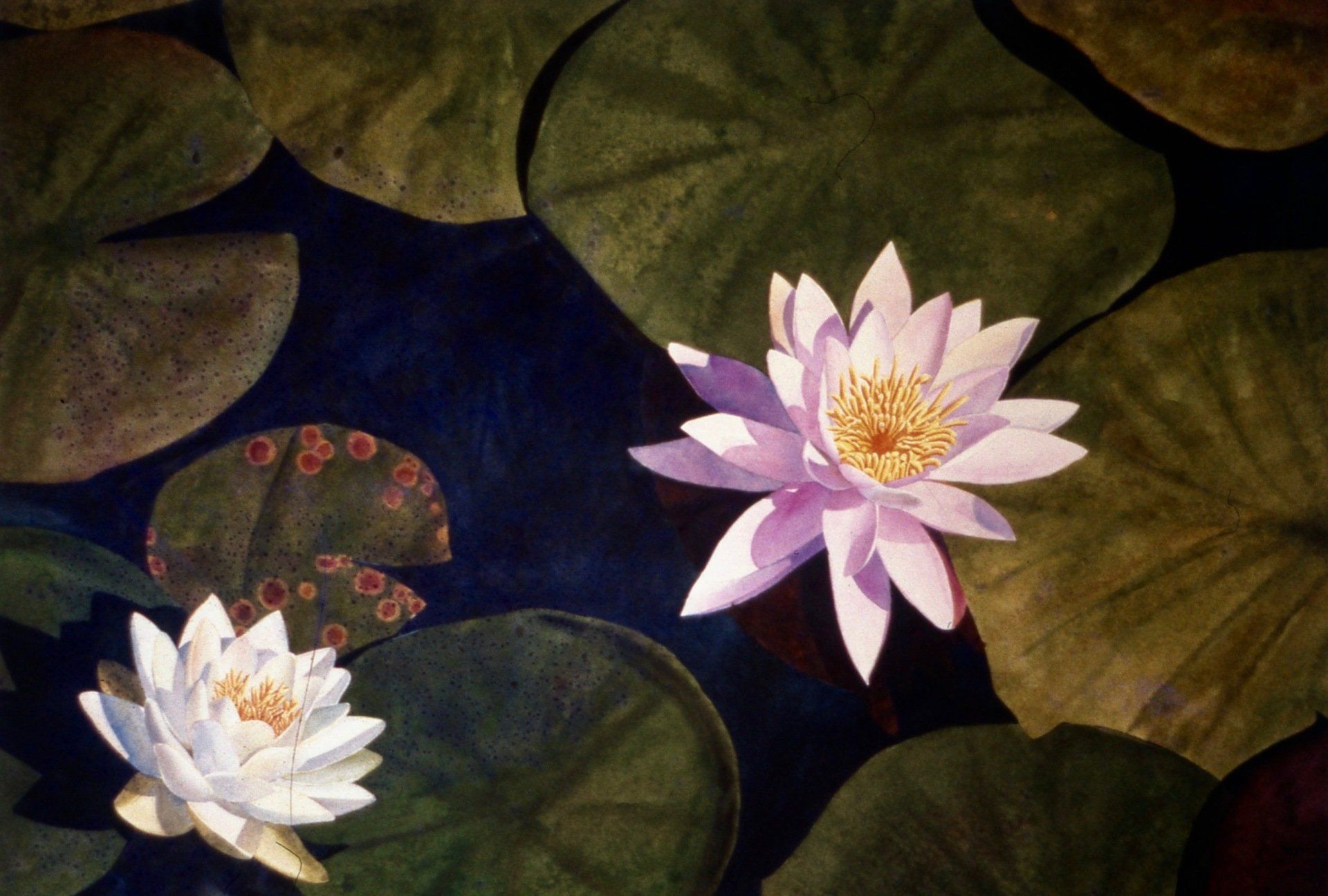 A white and purple water lily surrounded by lily pads
