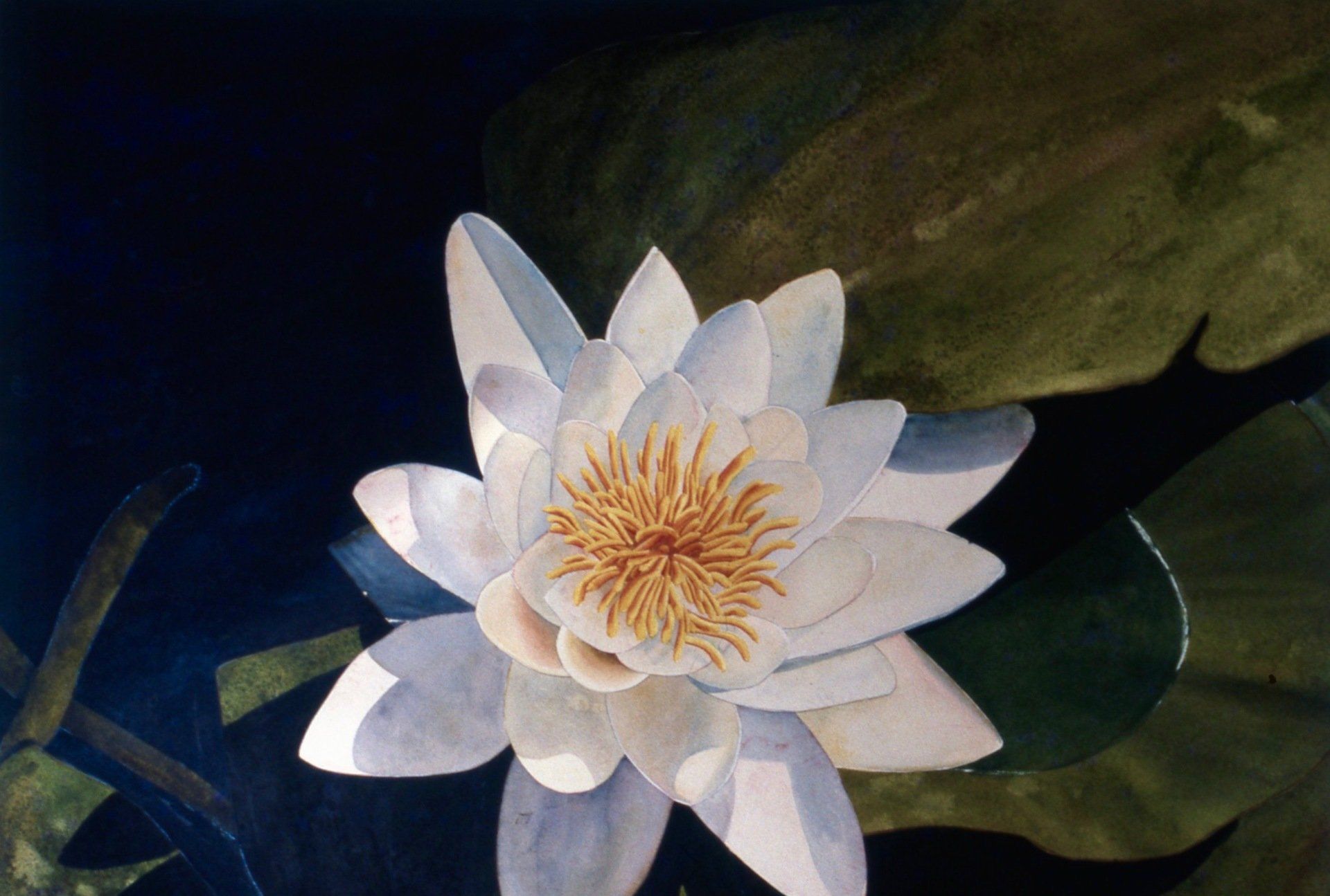 A painting of a white water lily with a yellow center