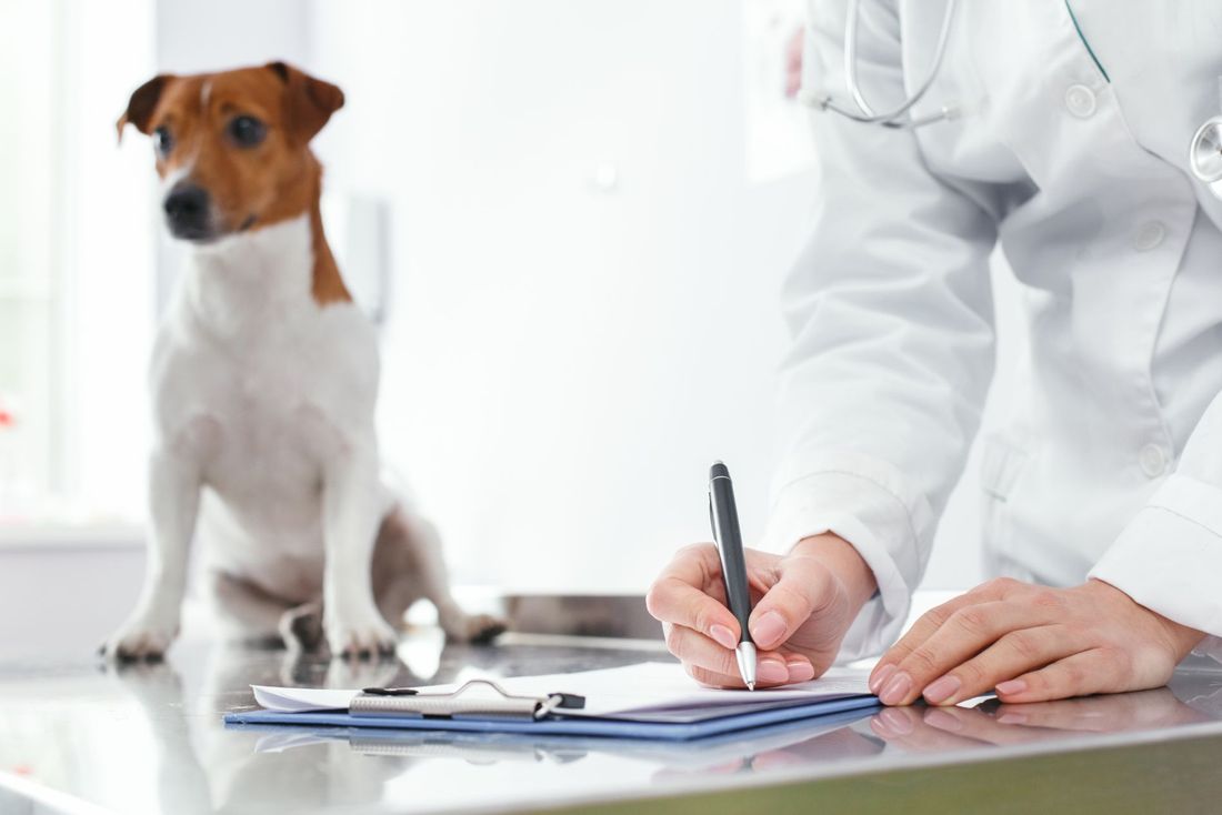 Iscrizione anagrafe canina