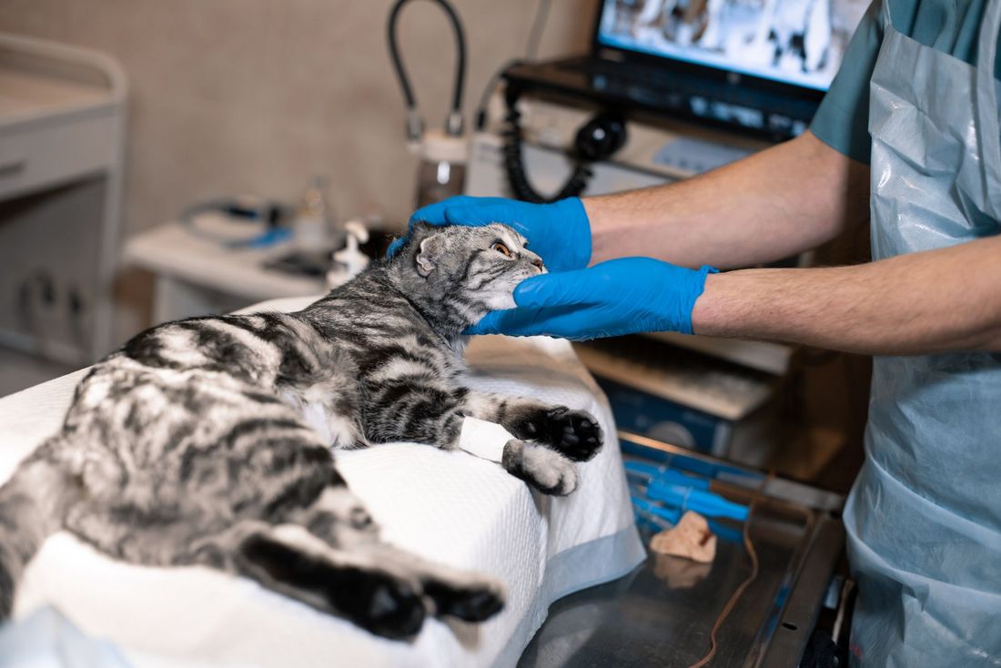 Trattamenti veterinari su misura