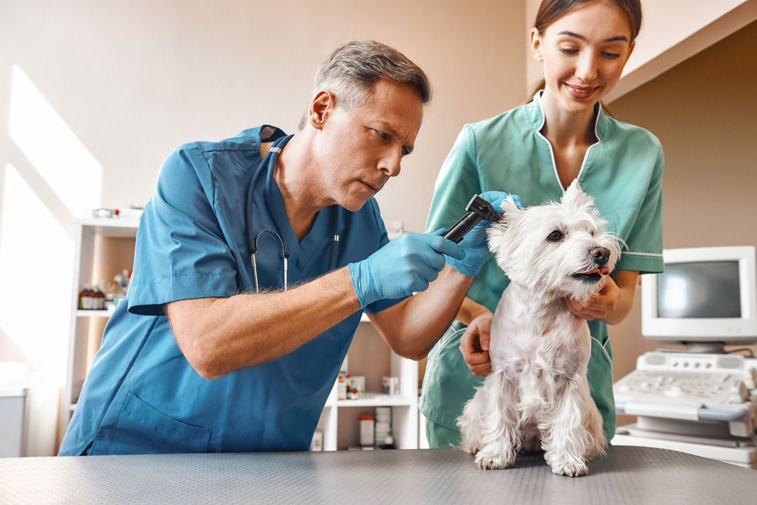 Esami diagnostici per animali