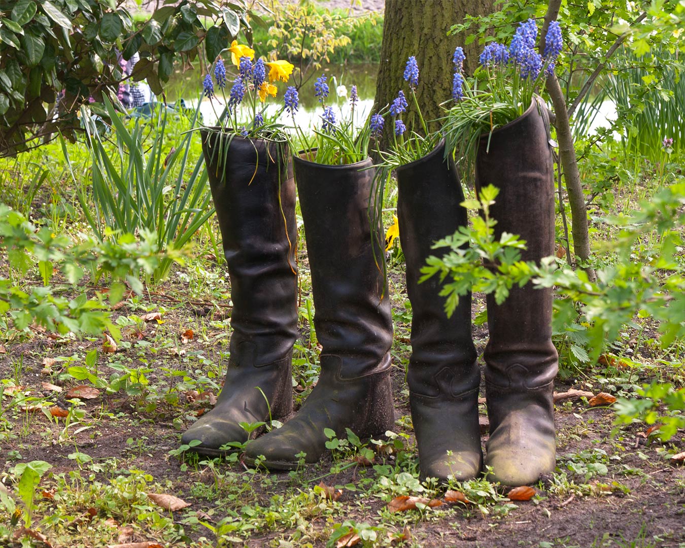 Four black boots repurposed as planters, filled with blue and yellow flowers, near a tree.