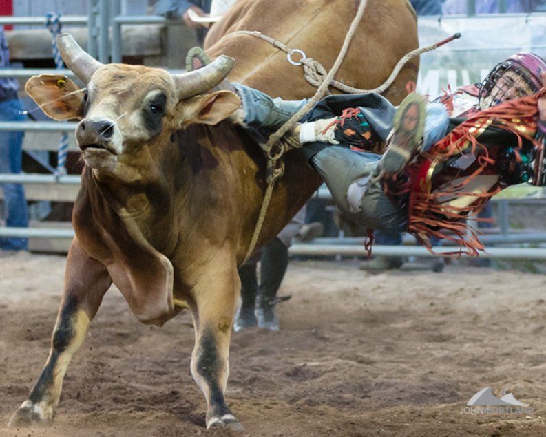 Bull rider thrown from a bucking bull at a rodeo, dust flying.