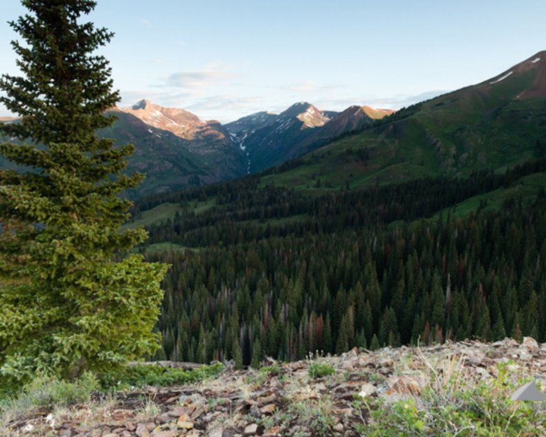 Mountain valley with dense evergreen forest, illuminated by soft sunlight.