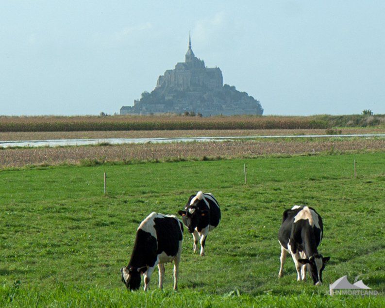 Cows graze in a green field with Mont Saint-Michel, a stone abbey, in the background under a blue sky.