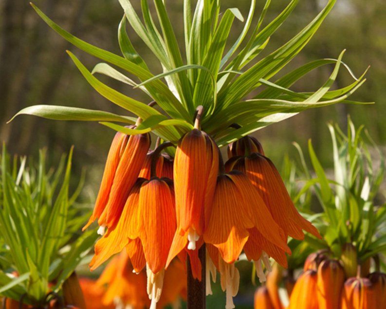Orange crown imperial flowers, bell-shaped and downward-facing, with green leaves on a sunny day.