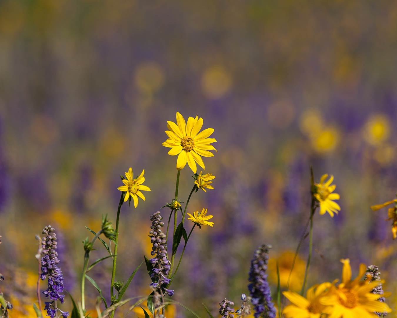 Yellow wildflowers in focus, with blurred purple flowers in the background.