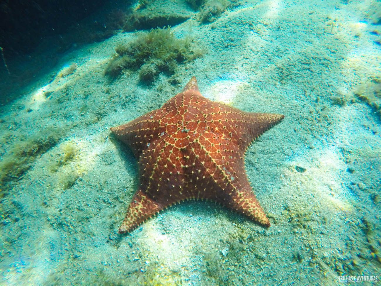 Ilha Grande