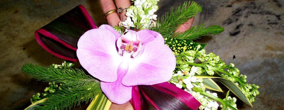 orchidea