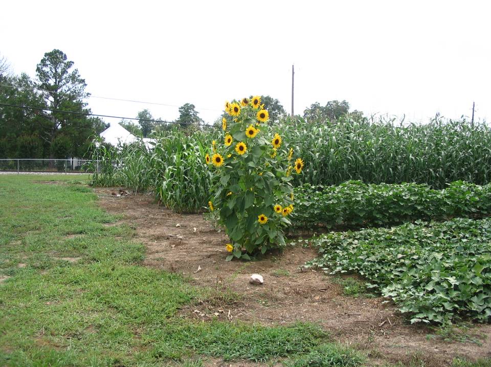 Crops Garden