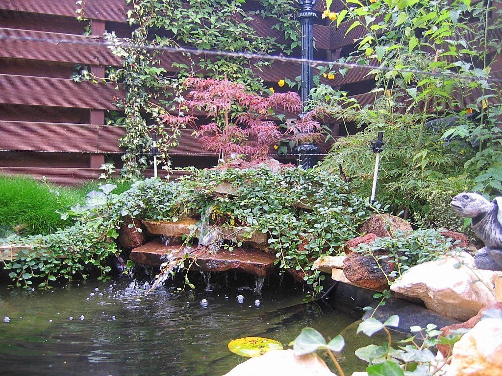 Een vijver met een kleine waterval, omgeven door rotsen en groen, waaronder een Japanse esdoorn en klimop.