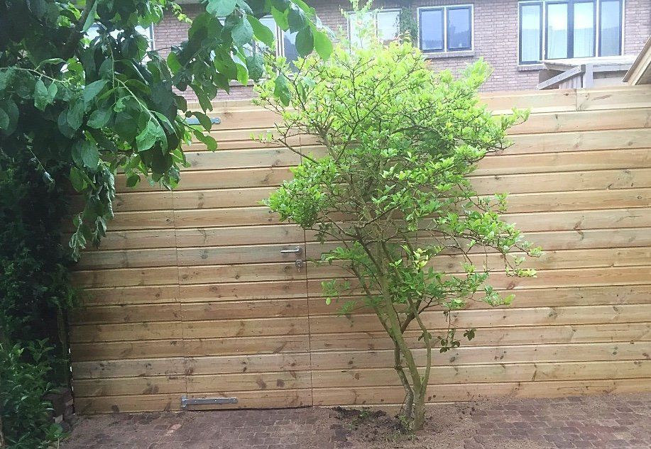 Houten schutting met een kleine boom ervoor, naast een groene struik.