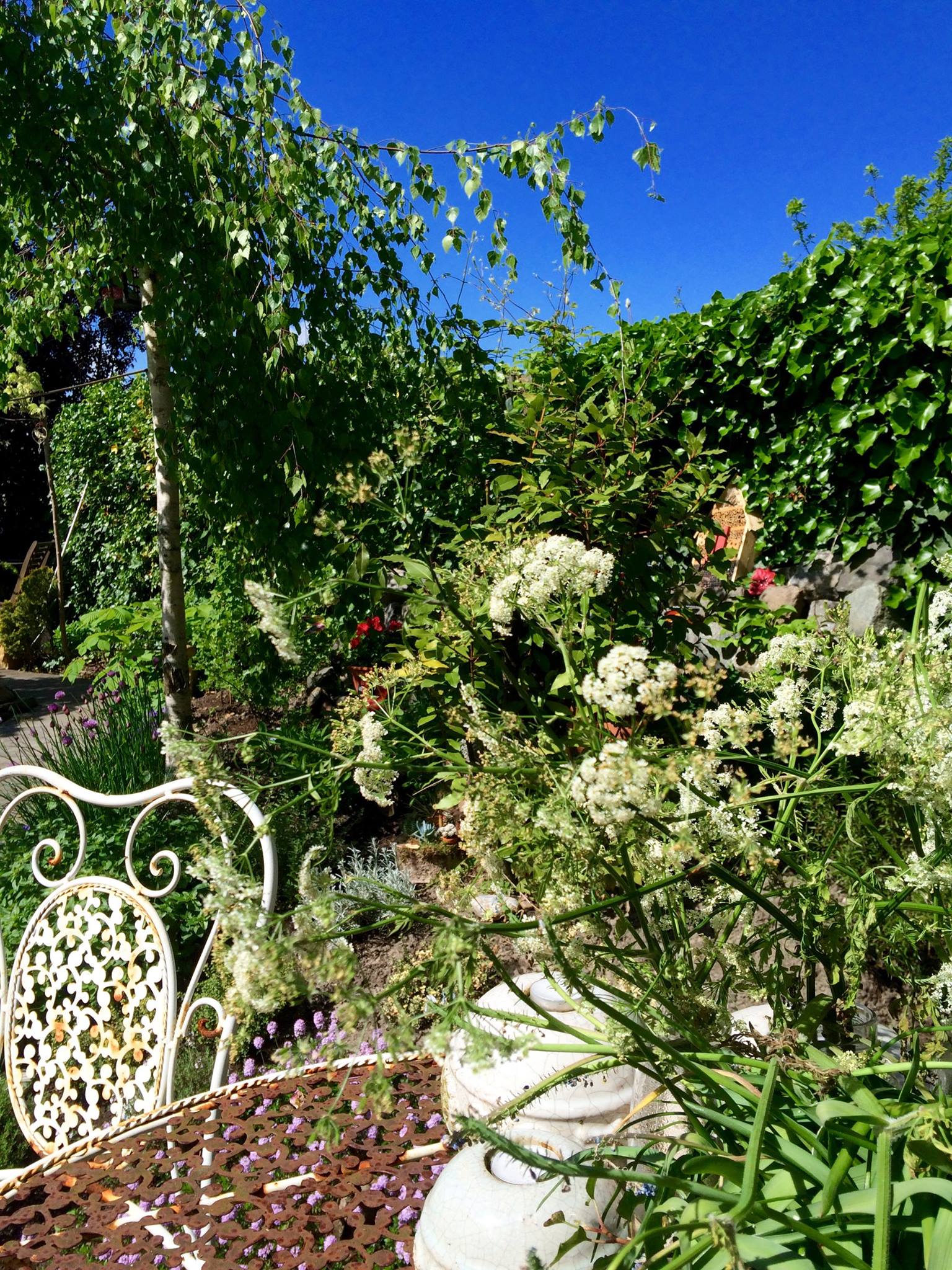 Een kanten witte tuinstoel in een weelderige groene tuin met diverse planten en een helderblauwe hemel.